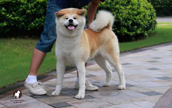 花房号