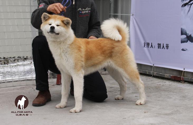 萌号