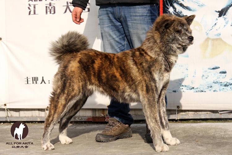 赤练号