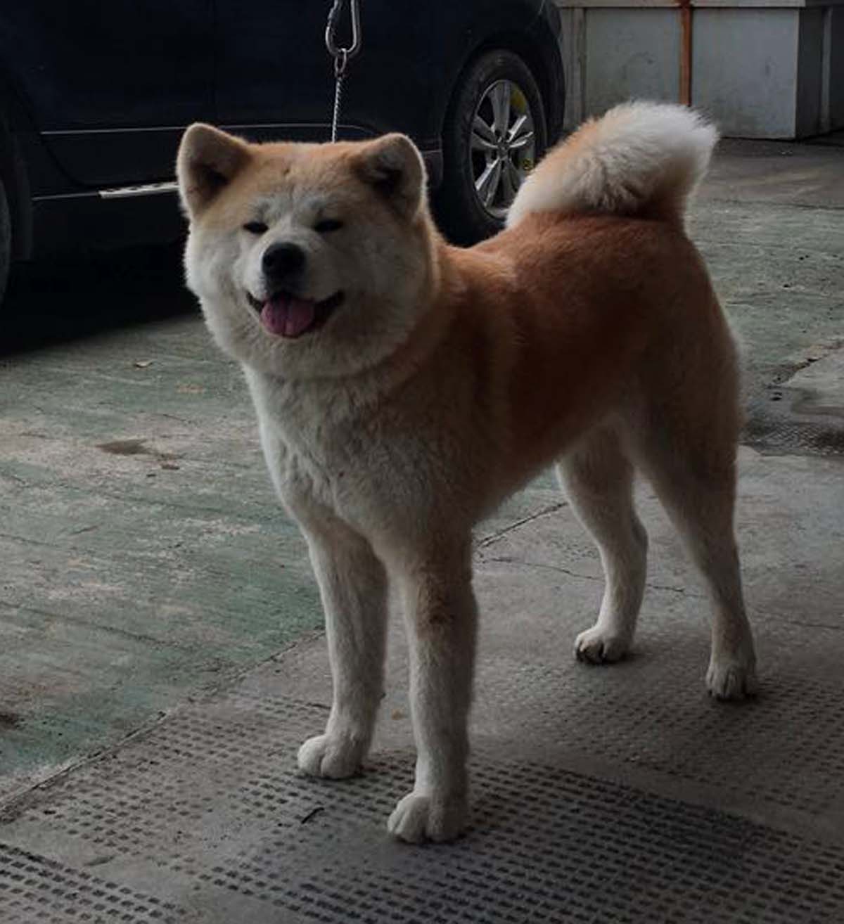 爱理号
