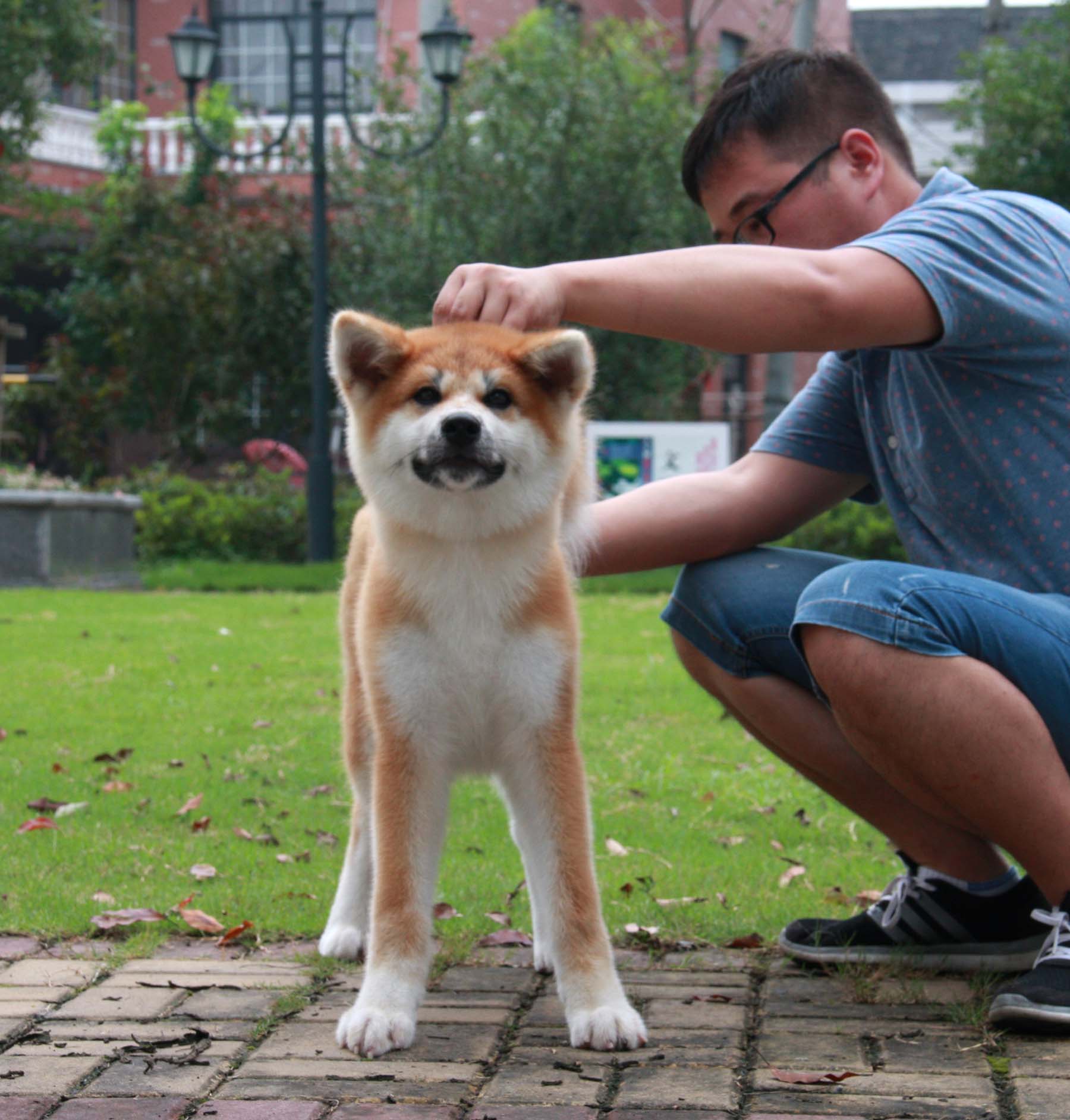 申请中