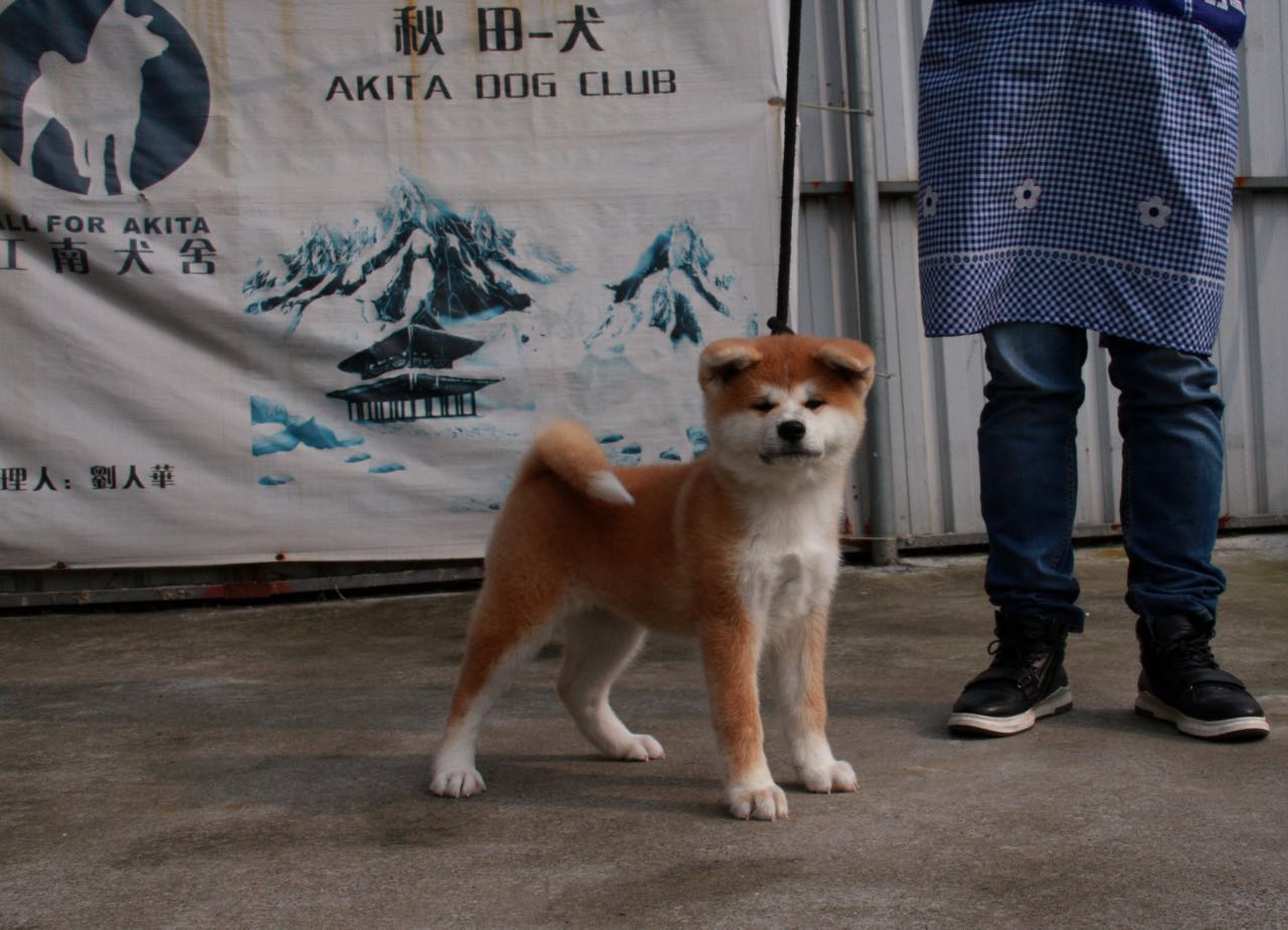 江艳号